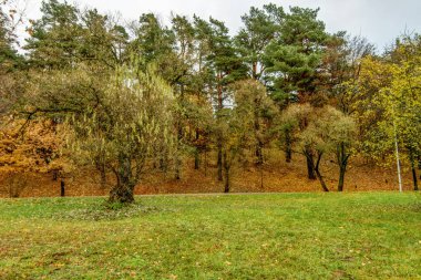 Orman pist yanındaki