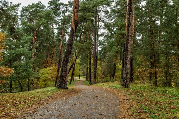 Piękno Puszczy Litewskiej wczesna jesień czas — Zdjęcie stockowe