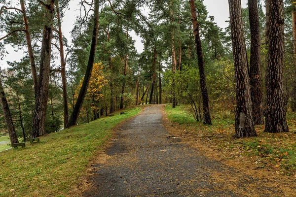 De trail door herfst bos — Stockfoto