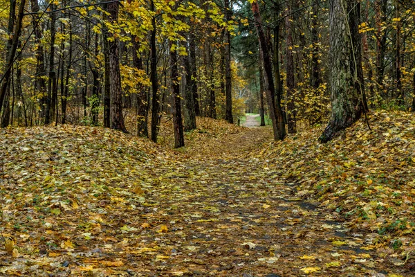 Bosque en otoño —  Fotos de Stock