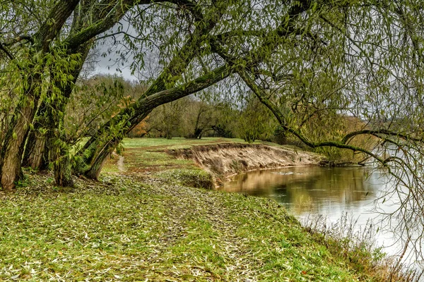 De boom in de buurt van de rivier — Stockfoto
