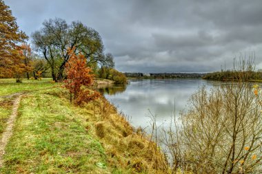 Ormandaki sarı yapraklar