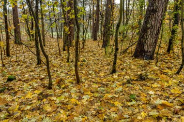 Ne zaman yaprakları düşüyor
