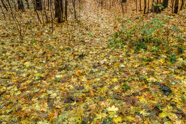 Žluté listy v lese — Stock fotografie