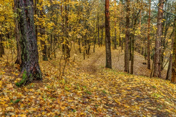 Yellow leaves in forest — Stock Photo, Image
