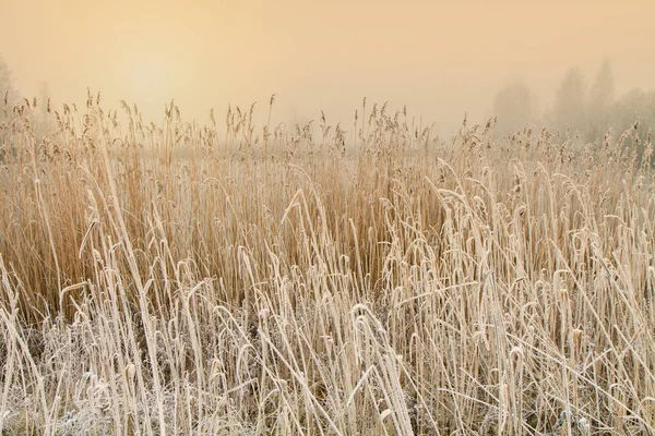 Reeds perto do lago — Fotografia de Stock