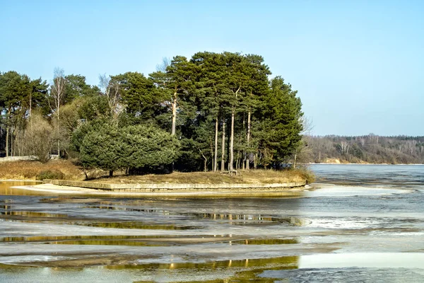 冬天的咸水湖附近的森林 — 图库照片