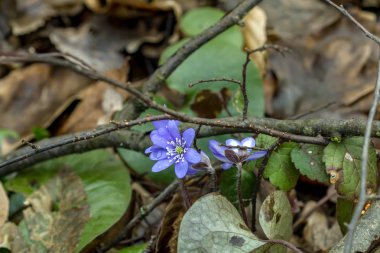 Baharın ilk çiçekleri