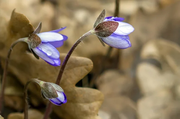 Violer blommar på våren — Stockfoto