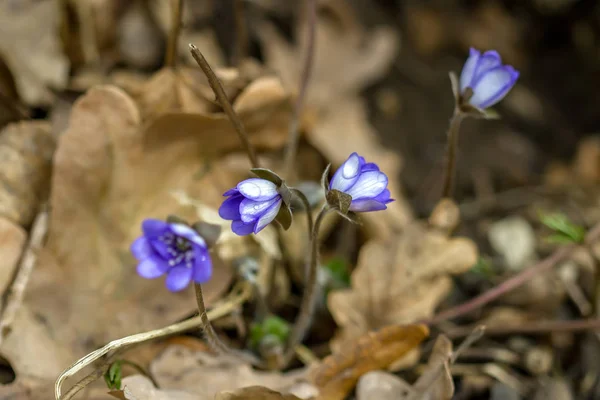 Violer blommar på våren — Stockfoto