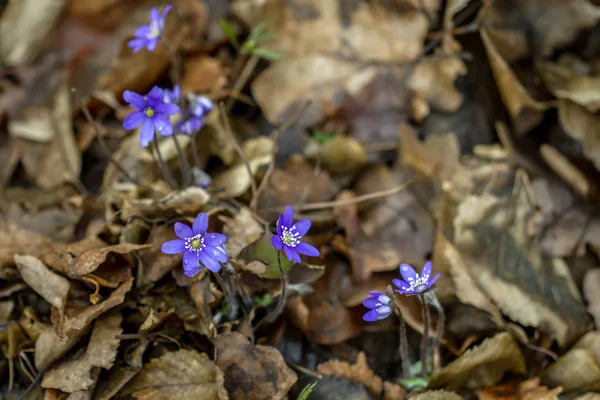 春スミレの最初の花 — ストック写真