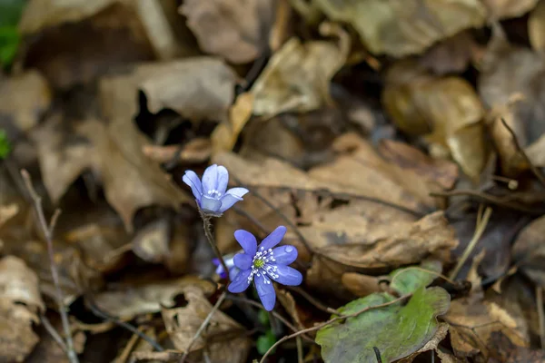 Весной цветут фиалки — стоковое фото