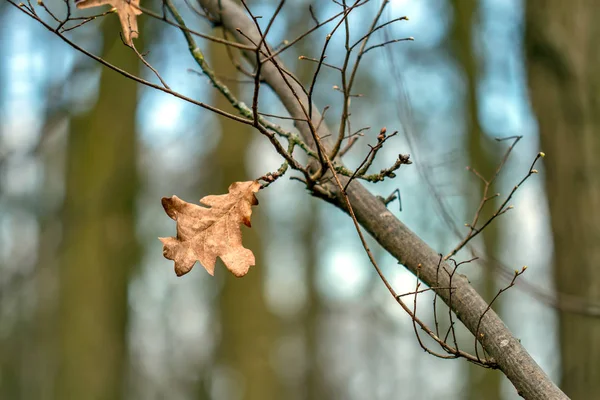 Loňské uschlé listy — Stock fotografie