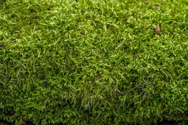 ağaç üzerinde yosun