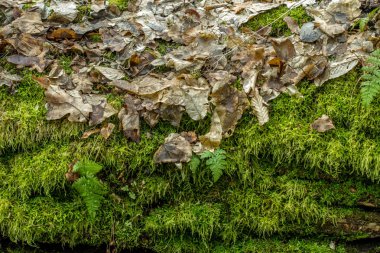 on ağacının yaprakları