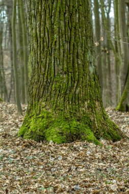 Yaşlı ve büyük ağaç