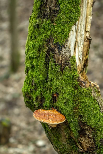 Pilze auf dem Baum — Stockfoto