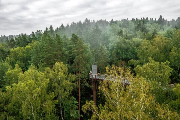 Pinewood in summer — Stock Photo, Image