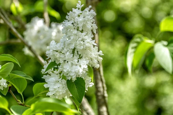 Syringa with white bloom — Stock Photo, Image