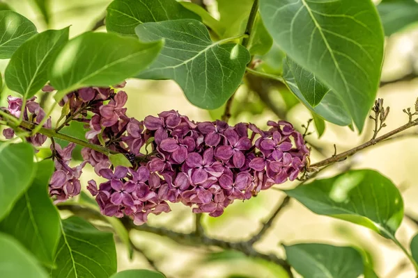 Flor de Syringa em folhas verdes — Fotografia de Stock