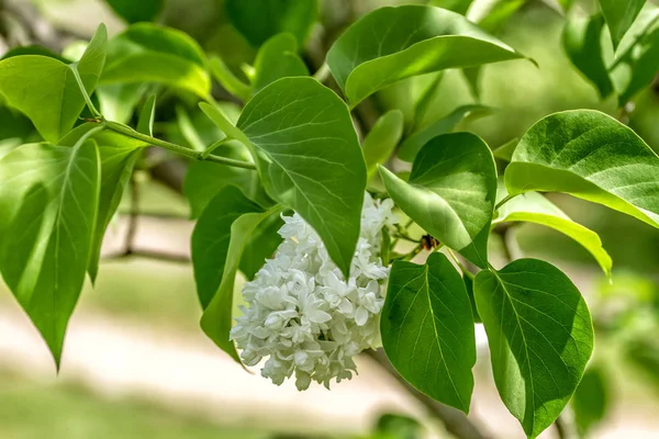 Blüten Syringa im Frühling — Stockfoto