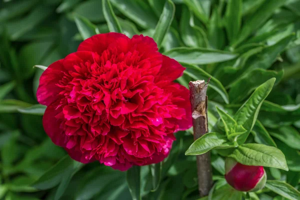 Fluffy flowers growing at home — Stock Photo, Image