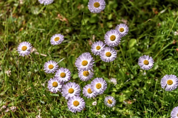 봄의 꽃들 — 스톡 사진