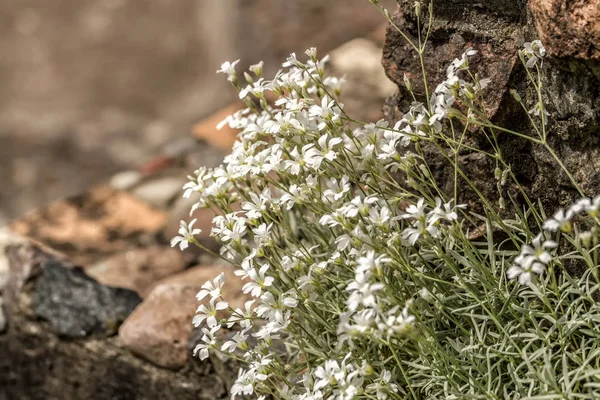 Fleurs lisses poussant dans les prairies — Photo