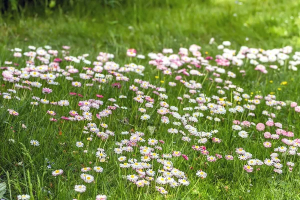 Flowers growing in meadows and fields — Stock Photo, Image