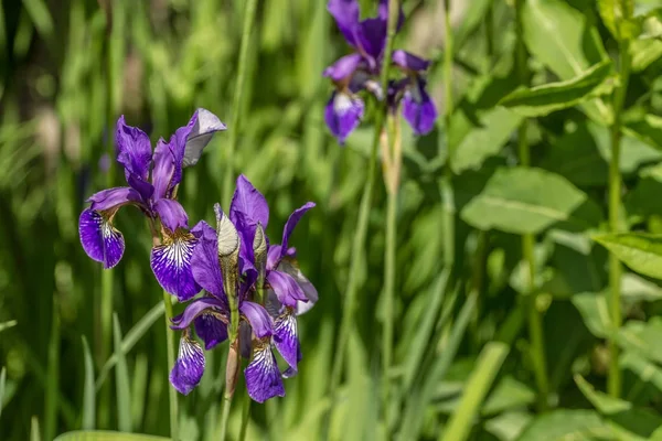 Flores azules en verde —  Fotos de Stock