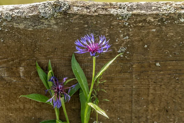 Kwiat nearflower przez płot drewniany — Zdjęcie stockowe