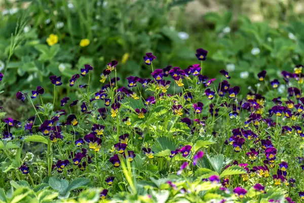 Muchas flores azules en verde —  Fotos de Stock