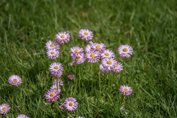 Flowers  in meadows — Stock Photo, Image