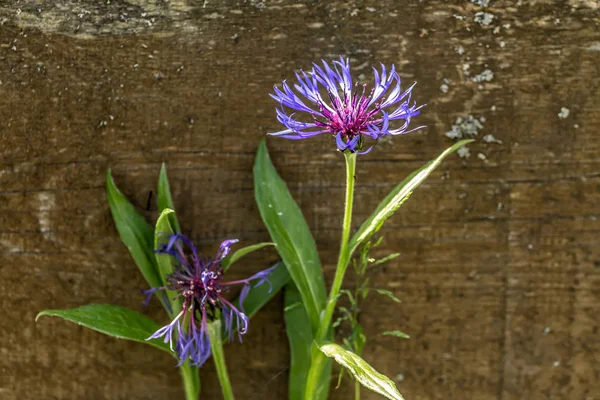Kwiat przez drewniane — Zdjęcie stockowe