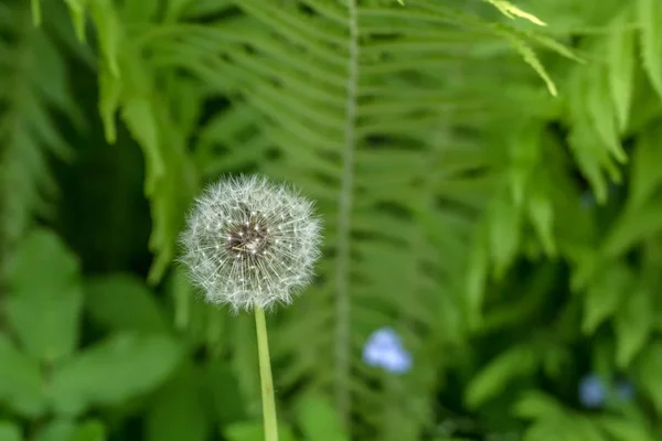 White dandelion in summer — Stock Photo, Image