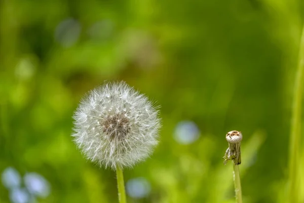 Diente de león en fondo verde —  Fotos de Stock