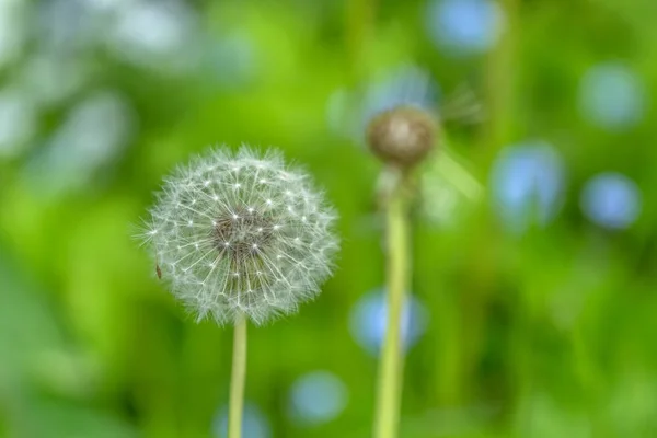 Dandelion in green — Stock Photo, Image