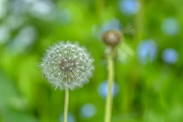 Diente de león en verde — Foto de Stock