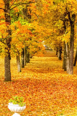 ağaçlar arasında iz