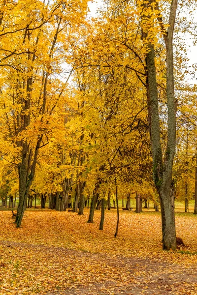 En el parque de otoño —  Fotos de Stock