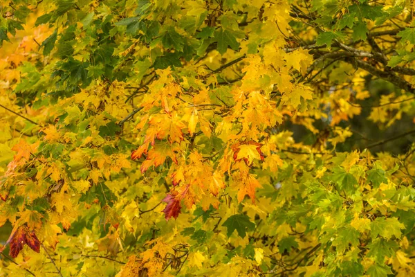 Root leaves in autumn — Stock Photo, Image