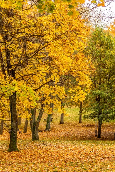 Un camino en el parque de otoño entre los árboles —  Fotos de Stock