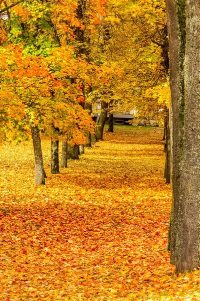 The path in the autumn park — Stock Photo, Image