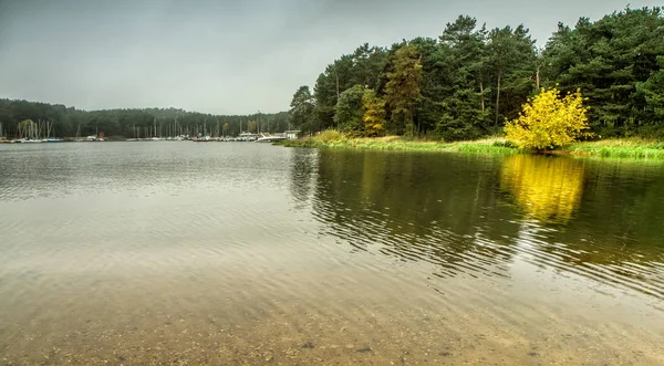 Lagoon near the forest — Stock Photo, Image