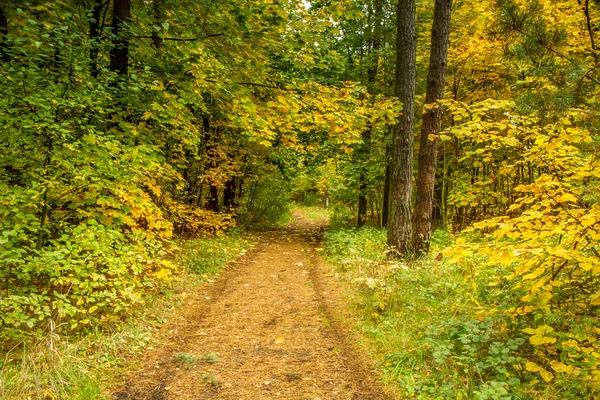 Caminar por el bosque de otoño —  Fotos de Stock