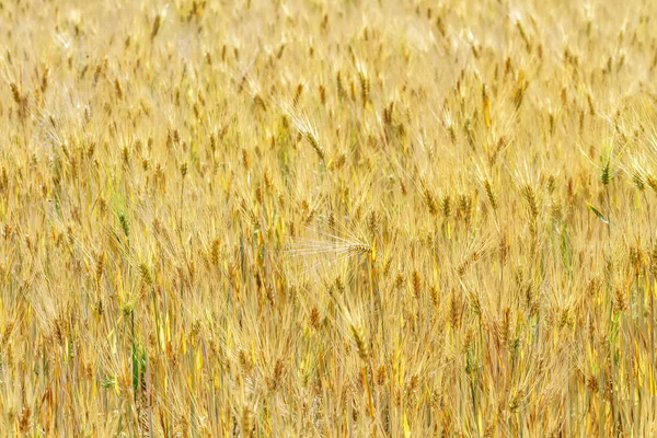 Campos de trigo amarillo —  Fotos de Stock