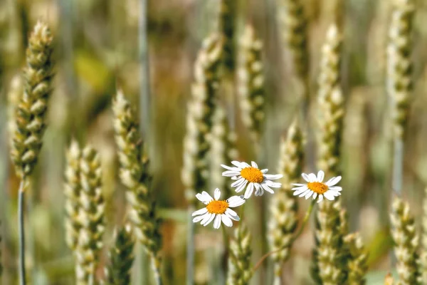 Outdoor bloemen in de herfst — Stockfoto