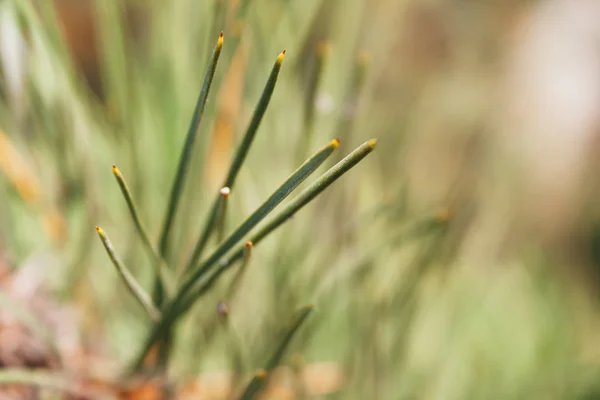 Closeup view of beautiful green needles of a pine tree on a warm sunny autumn day. Macro background texture of branches of an evergreen tree. Selective focus — ストック写真