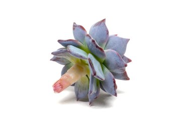 Echeveria Derenbergii 'nin alt görüntüsü beyaz arka planda gölgeli. Ebedi yeşil sulu, Crassulaceae familyasından bir bitki türüdür.
