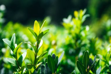 Bulanık bir arka plan karşı güneş ışığında yeşil bir çalı bir yetişkin ihale dalları üzerinde closeup görünümü. Seçici odak. Bir peri glade sıcak yaz veya erken sonbahar günü